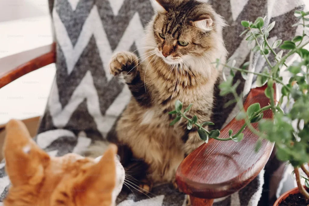 Short Puns with a playful cat creating a funny animal moment